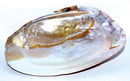 6" Shell