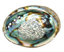 3"- 4" Abalone Shell burner