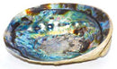 5"-6" Abalone Shell burner