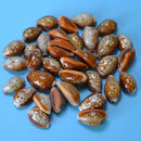 (set of 100) 15-24mm Cypraea Helvola